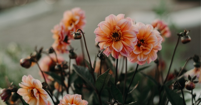 Navigation and Assessments